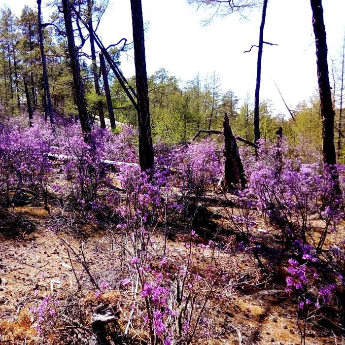 Обложка книги «Тайга»