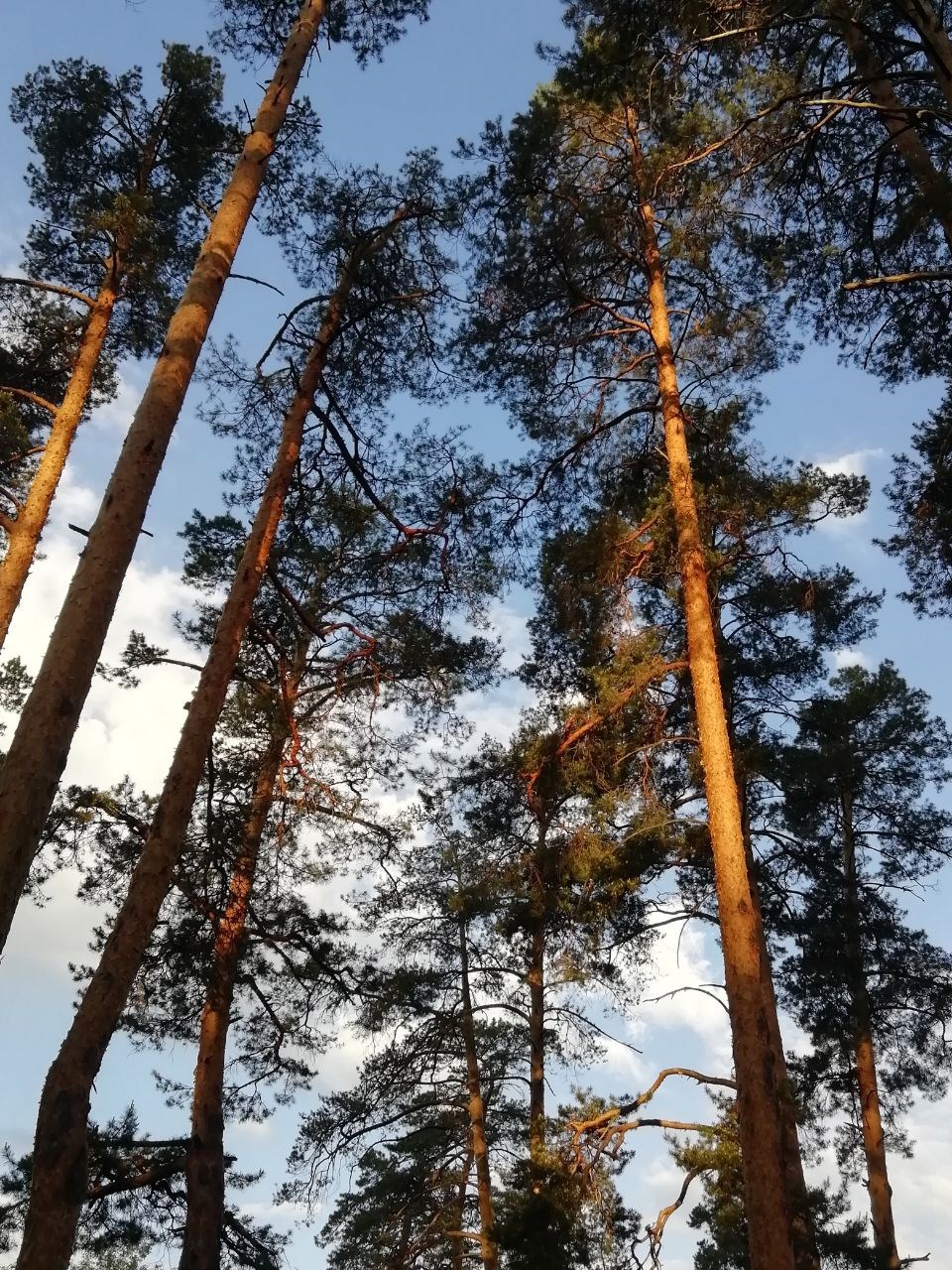 Обложка книги «Легенда о сыне лешем»
