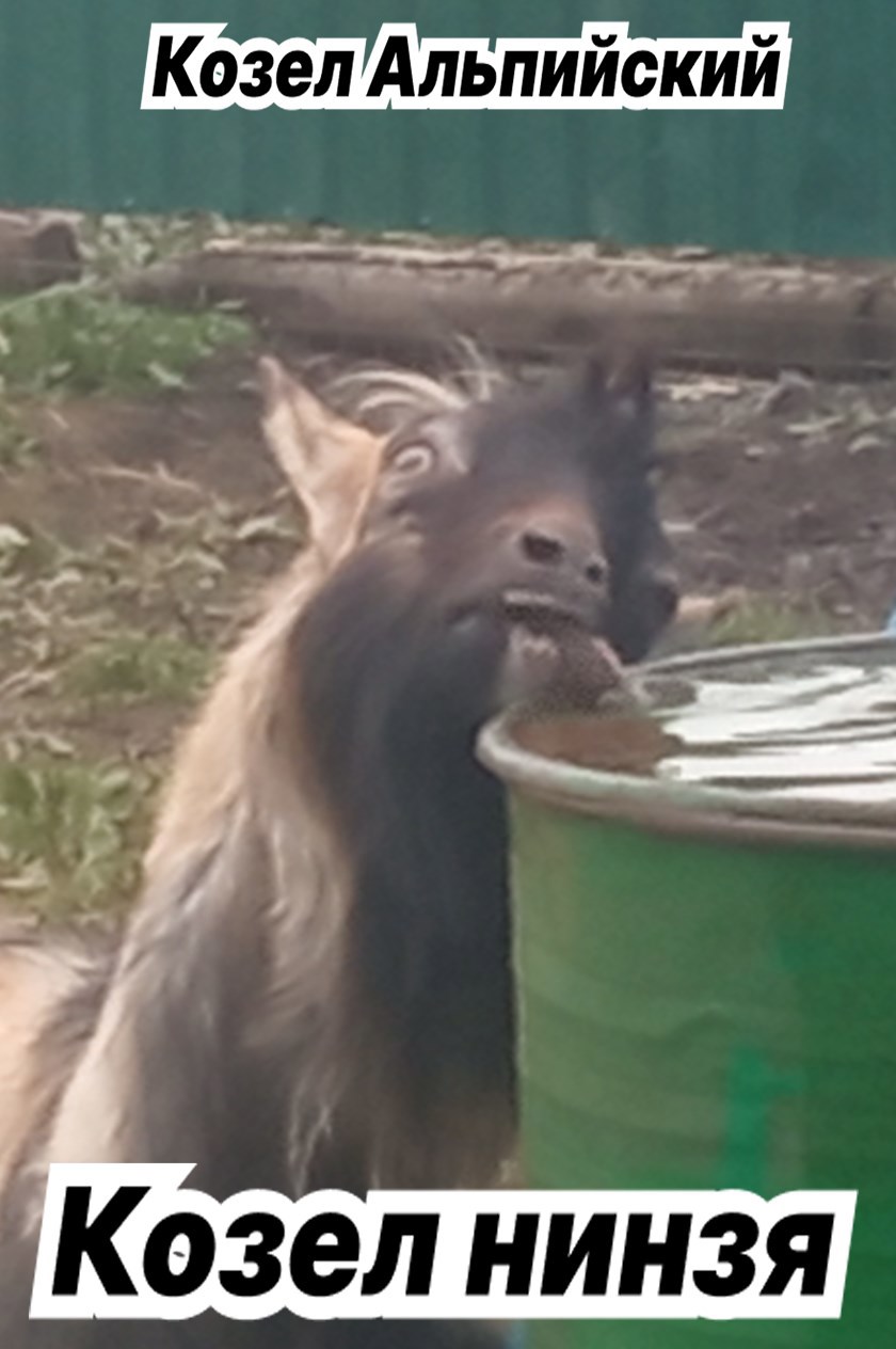 Обложка книги «Козел нинзя»