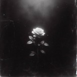 Обложка произведения Ma rose