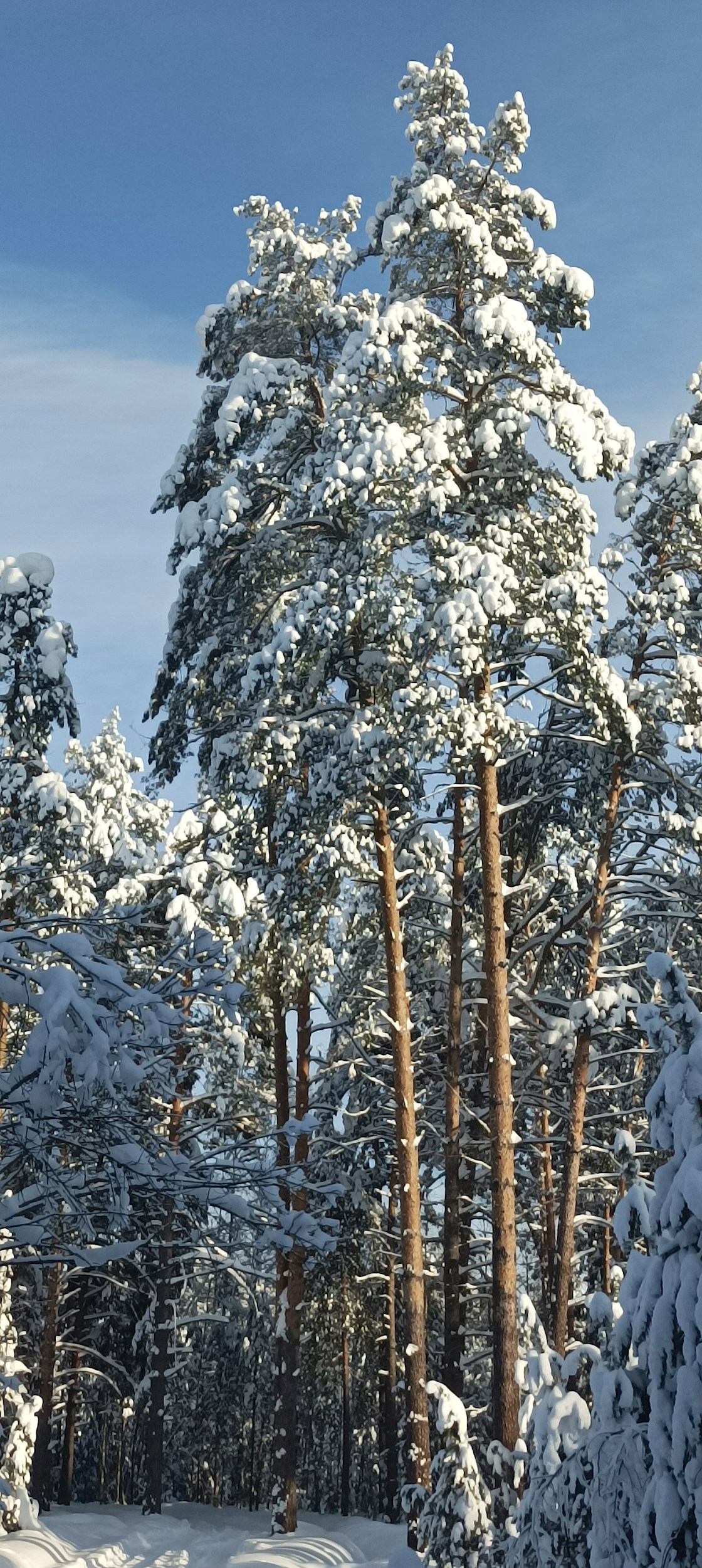 Обложка книги «Темны тенистые боры»
