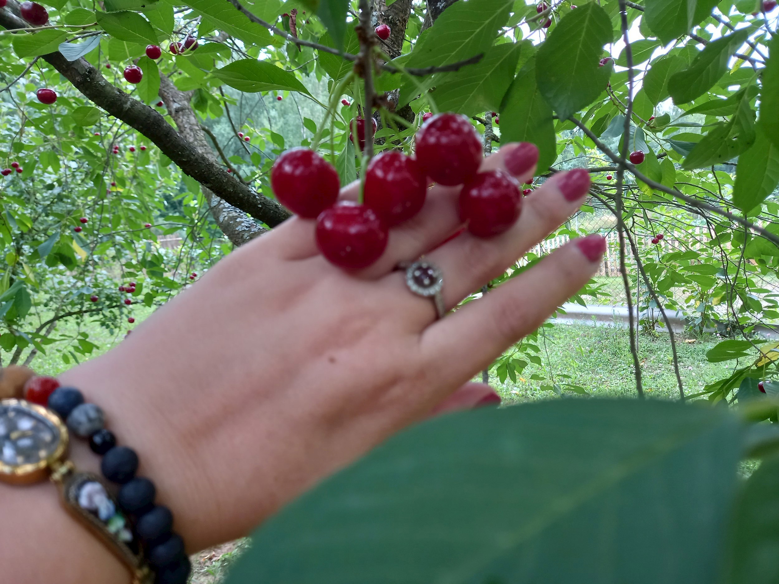 Обложка книги «Живица Вишни»