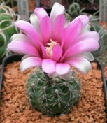 Обложка произведения Щирый?!...