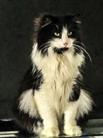 Обложка произведения Мика