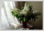 Обложка произведения Кружевная