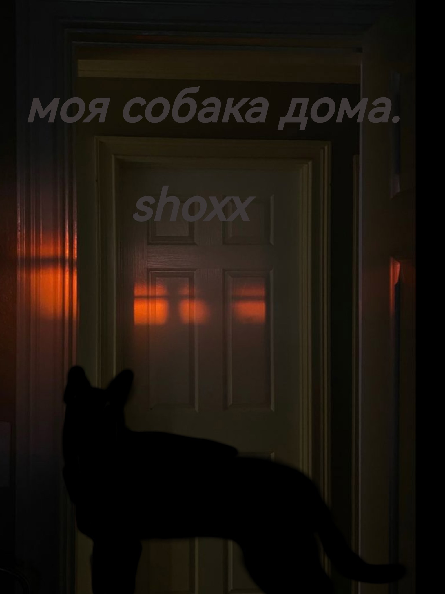 Обложка книги «Моя собака дома»