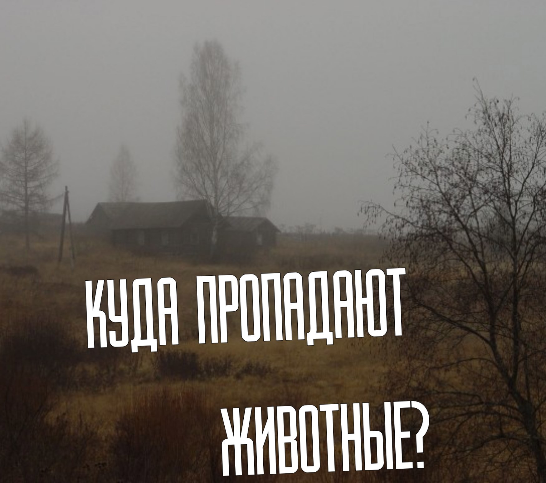 Обложка произведения Куда пропадают животные?