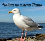 Обложка произведения Чайка по имени Паша