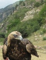 Обложка произведения Смерть в ущелье Ыссык-Су