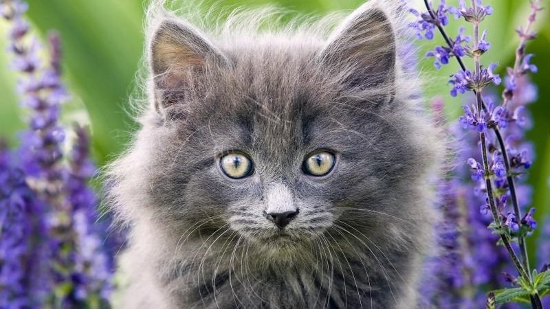 Скачать котик